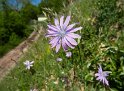 Blauer Lattich