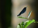 Blauflügel Prachtlibelle