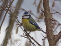 Blaumeise