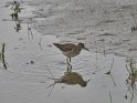 Bruchwasserläufer