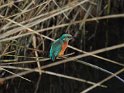 Eisvogel
