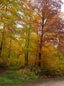 Herbstfärbung