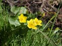 Sumpfdotterblume