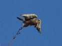 Turmfalke