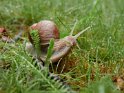 Weinbergschnecke