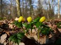 Winterlinge