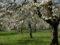 blühende Obstbäume