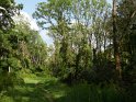 Auwald an der Isar
