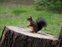Eichhörnchen
