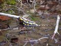 Feuersalamander