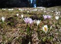 Frühlings Krokus