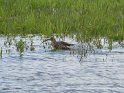Großer Brachvogel