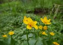 Sumpfdotterblume