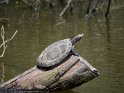 Arrau Schienenschildkröte