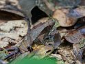 Frosch