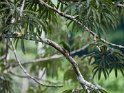 Kappennaschvogel