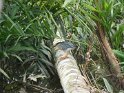 Mangrovereiher-1