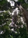 Sani Lodge - Canopy Tower