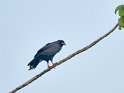 Schneckenbussard