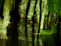 Schwarzer Kaiman-1
