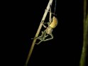 Spinne