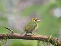 Andenbartvogel Weibchen