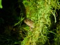 Frosch