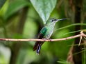 Grünstirn Brilliantkolibri