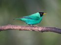 Kappennaschvogel