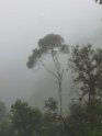 Morgennebel