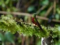 Rotbauchkolibri