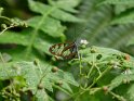 Schmetterling