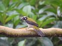 Schwarzschwingensaltator