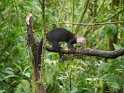 Tayra
