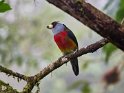 Tukanbartvogel