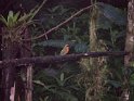 Zimtbrustmotmot