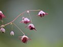 kleine Blüten