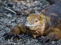Galapagos Landlefuan (Drusenkopf)