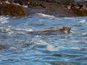 Galapagos Meerechse  schwimmend