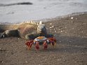 Galapagos Meerechse und Rote Klippenkrabbe