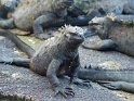 Galapagos Meerechse-1