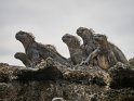 Galapagos Meerechse