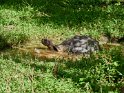 Galapagos Riesenschildkröte-1