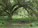 Galapagos Riesenschildkröte