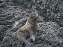 Galapagos Seebär