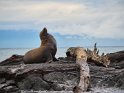 Galapagos Seelöwe (2)