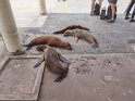 Galapagos Seelöwen