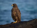 Galapagosbussard