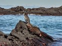Galapagospinguin, GalapagosMeerechse