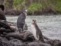 Galapagospinguin